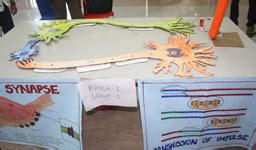 Model Building as a Pedagogy Approach in Biology - News - IISER Pune