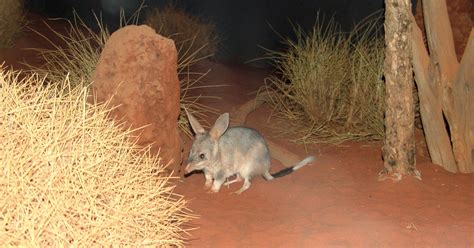 Greater Bilby – Ausemade