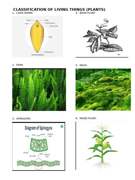 Image result for Classification of Living Things