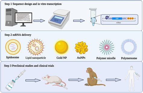 Frontiers | mRNA vaccines: A novel weapon to control infectious diseases