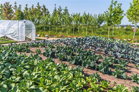 Local Farms 的图像结果