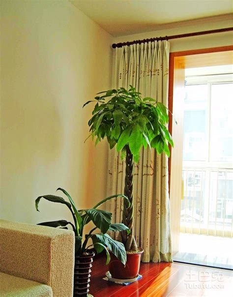 适合客厅养的4种“大叶”盆栽，耐阴好养，关键净化空气效果好 - 知乎