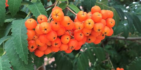 Image result for Mountain Ash Tree Problems