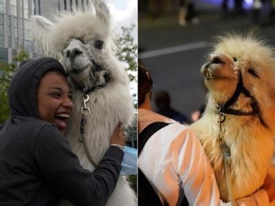 PICS: How this 'No Drama Llama' brings touch of Zen to protesters and ...