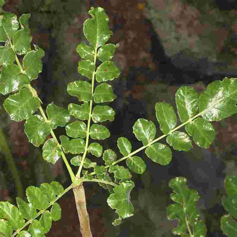 Indischer Weihrauch - Salaibaum, Salphalbaum – Boswellia serrata Roxb ...