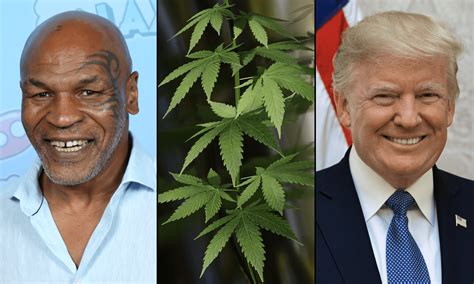 Mike Tyson Tells Trump To Reschedule Marijuana And Free Prisoners In ...
