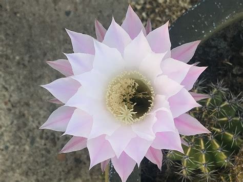 Pin by Coops on Cool plants | Cool plants, Plants, Orchids