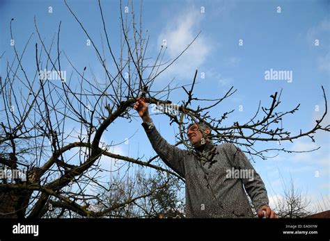 Image result for Apple Tree Pruning
