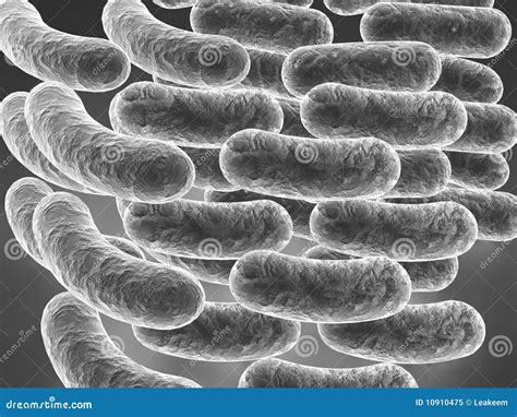 Rod-Shaped Bacterium