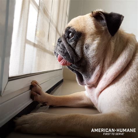 Image result for Dog Separation Anxiety Problem