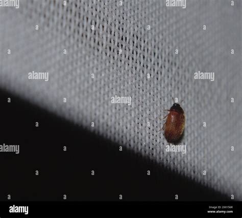 Brown Carpet Beetle (Attagenus smirnovi) Insecta Stock Photo - Alamy