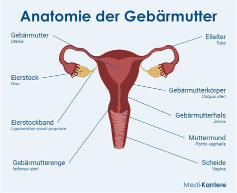 Gebärmutter: Anatomie, Funktion, Erkrankungen | Medi-Karriere