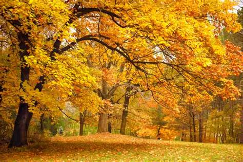 Image result for Outside Fall Trees