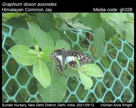 Graphium doson | Butterfly