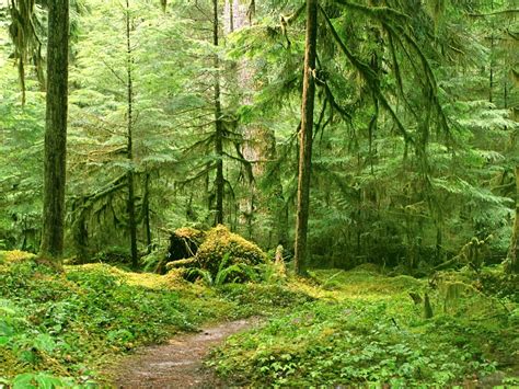 Nature Woods 的图像结果