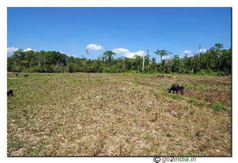 go2india.in : walk way to limestone cave of Andaman at Baratang