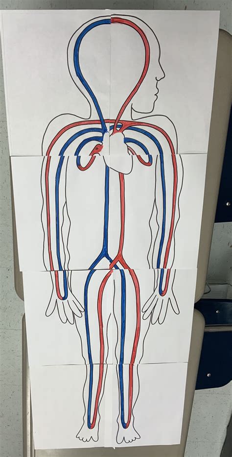 Circulatory System Working Model 的图像结果