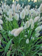 Image result for Bunny Tails Animal