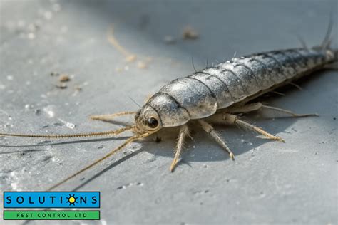 Why Silverfish Are in Your Home (and How to Get Rid of Them)