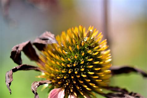 How to Grow Coneflower Seeds in Your Garden - Birds and Blooms