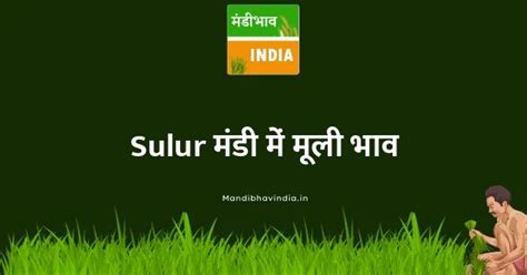 Sulur मंडी में मूली का भाव - Raddish Mandi Bhav In Sulur