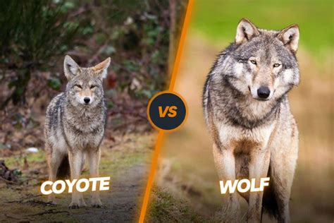 Image result for Wolves vs Coyotes