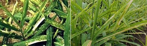 Ginger Farming Full Information