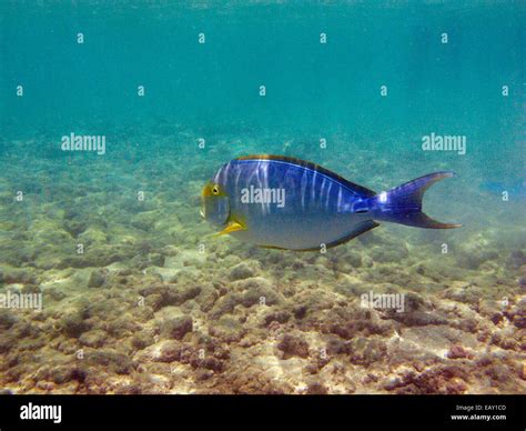 Hawaiian reef fish hi-res stock photography and images - Alamy