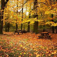 Fall Leaves Wallpaper by Autumn Leaves Wallpaper Wallpapersafari Fall Leaves Wallpaper
