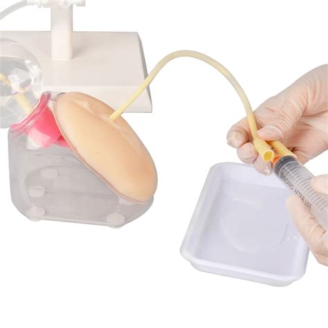 Female Urinary Catheterization Model Urethral Catheter Insertion ...