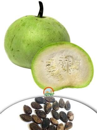 Go Green Tinda Seed Price in India - Buy Go Green Tinda Seed online at ...