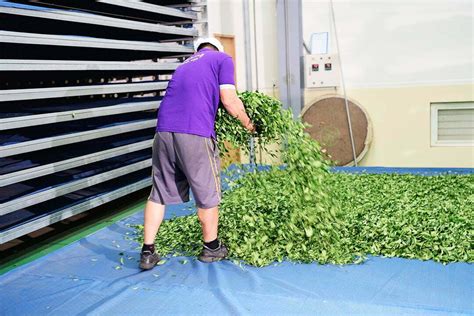 Image result for Simple Tea Making Process Picture