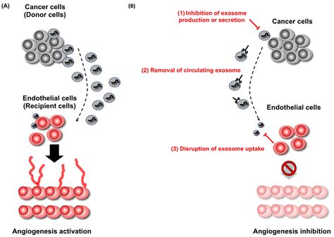 Decoding the Secret of Cancer by Means of Extracellular Vesicles