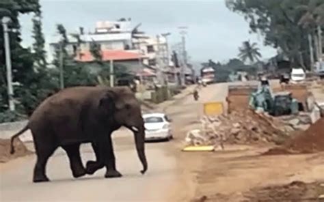 Wild elephant seen in Chikmagalur city creates fear among people