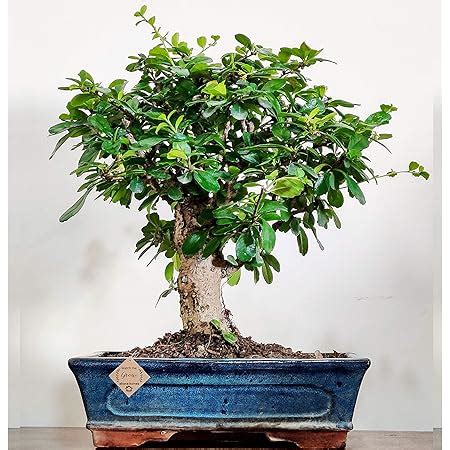 Abana Homes Chinese Elm - S Shaped - Outdoor Bonsai Live Plants Real ...