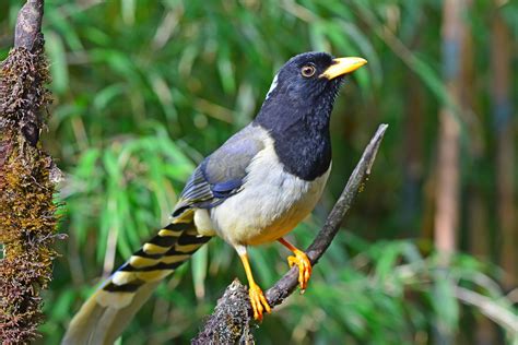 Singalila National Park | Nature inFocus