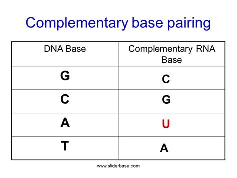 Image result for Complementary Base Pairs