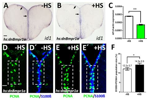 Neuron-Radial Glial Cell Communication via BMP/Id1 Signaling Is Key to ...