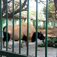 THRISSUR ZOO & MUSEUM (2026) All You Need to Know BEFORE You Go (with ...