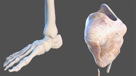 Young Man Anatomy Right Leg 3D Model $139 - .3ds .blend .c4d .fbx .max .ma .lxo .obj - Free3D