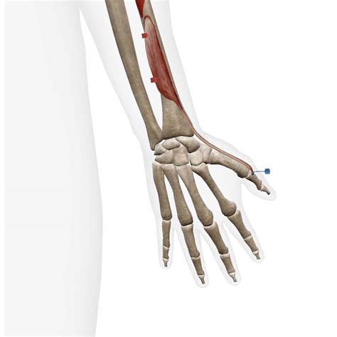 Extensor Pollicis Brevis - KETTLEBELL MONSTER™