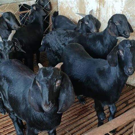 黑山羊繁殖，懂得选配的3个原则，生产质量就会提高努比亚黑山羊目前价格多少钱一只 - 知乎