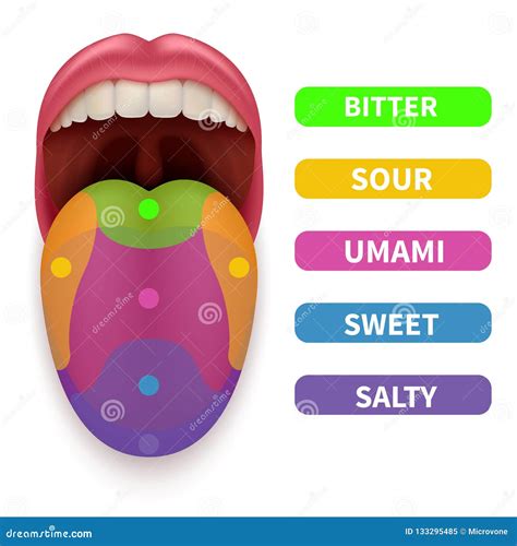 Realistic Tongue with Basic Taste Areas. Tasting Map in Human Mouth Vector Illustration Stock ...