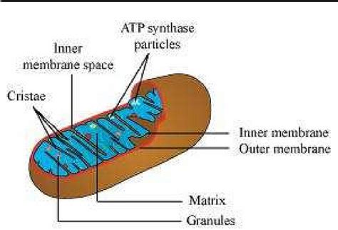 Cell The Unit of Life ncert solution class 11 Biology