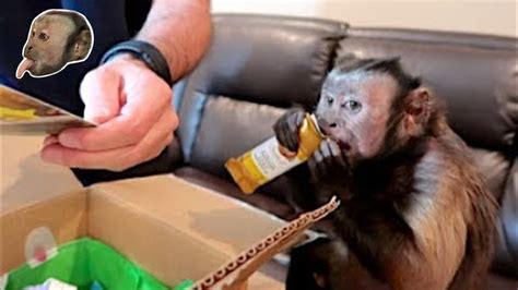 Capuchin MonkeyBoo 的图像结果