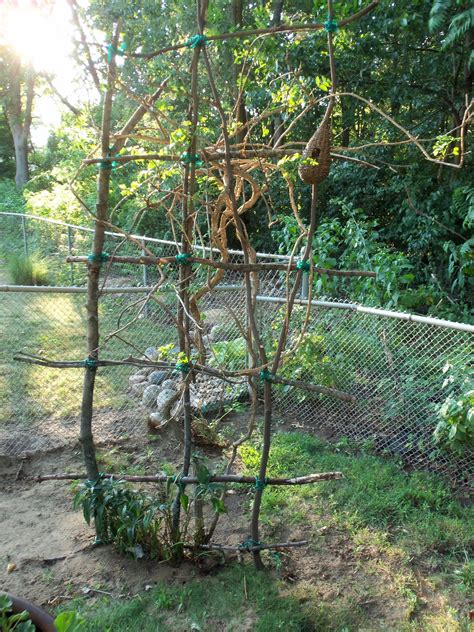 Trumpet Vine Trellis