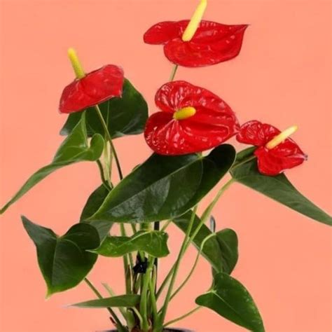Anthurium Red Plant