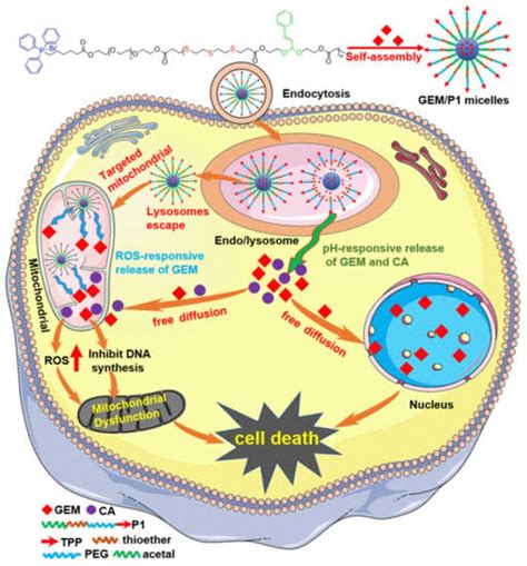 Mitochondria-Targeting Polymer Micelles in Stepwise Response Releasing ...