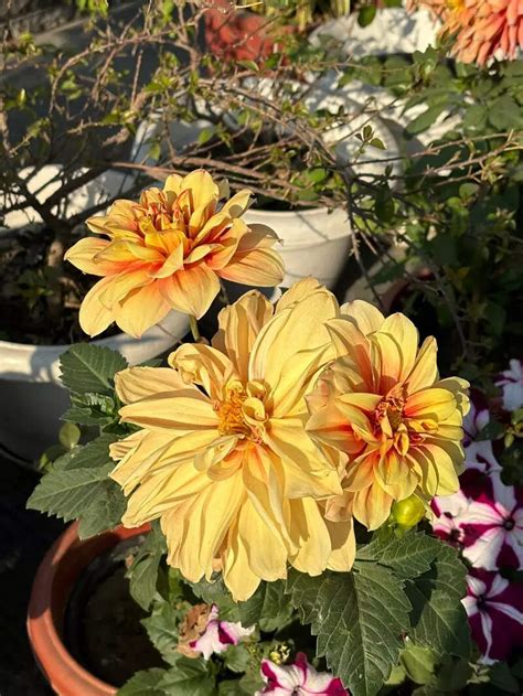 Samsung Galaxy S24+ Review: Carving Its Own Niche | Technology ...