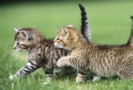 Image result for Cutest Pets Ever